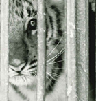Tres tigres, Circo Italiano