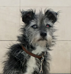 Humphrey