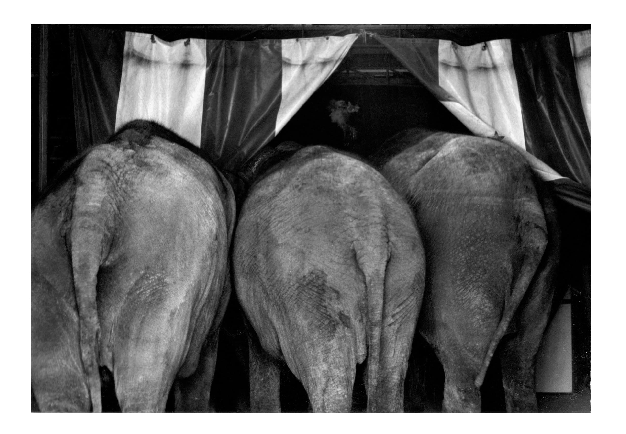 Eva Blanch 1990 Circo Elefantes