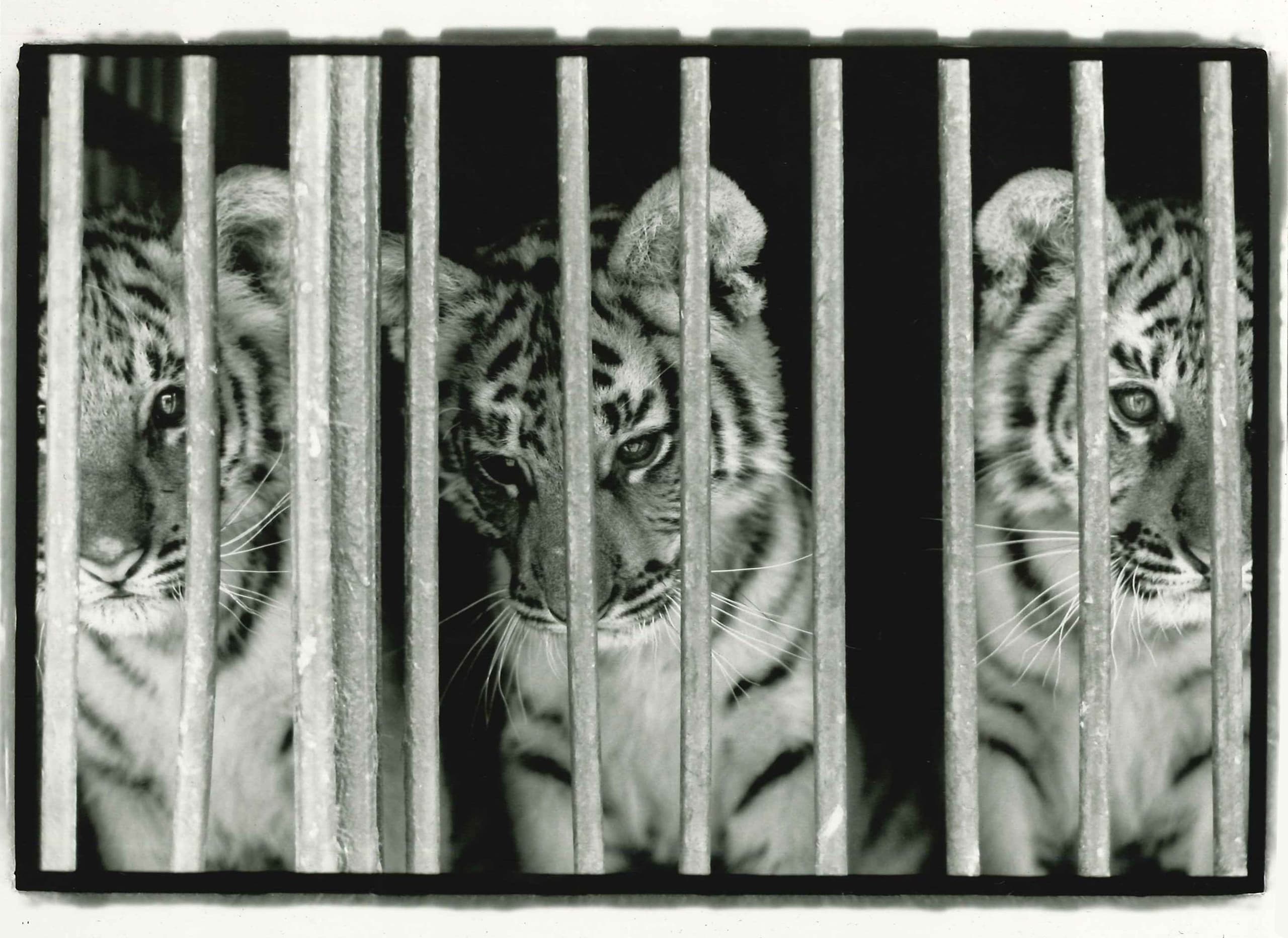 Eva Blanch 1990 Circ Tres Tigres